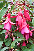 FUCHSIA DISPLAY