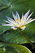 NYMPHAEA CAERULEA