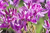 RHODODENDRON MURCRONULATUM