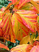 PARROTIA PERSICA (PERSIAN IRONWOOD)