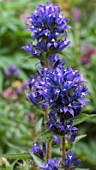 CAMPANULA GLOMERATA SUPERBA