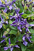 CLEMATIS PETIT FAUCON (EVISIX)