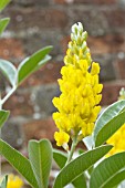 CYTISUS BATTANDIERI