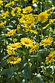 DORONICUM LITTLE LEO