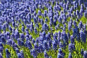 MUSCARI ARMENIACUM