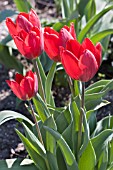 TULIPA APELDOORN