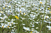 CHRYSANTHEMUM LEUCANTHEMUM