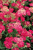 ACHILLEA PAPRIKA