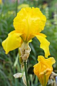 IRIS LEMON BROCADE