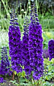 DELPHINIUM BLUE NILE