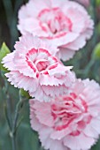 DIANTHUS DORIS