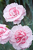 DIANTHUS DORIS