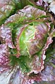 LACTUCA SATIVA RED ICEBERG