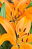 LILIUM ORANGE PIXIE