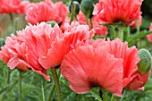 PAPAVER ORIENTALE HELEN ELIZABETH