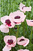 PAPAVER ORIENTALE KARINE