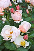 ROSA AMBRIDGE ROSE (AUSWONDER)