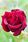 ROSA GUINEE
