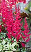 ASTILBE ARENDSII FANAL