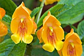 IMPATIENS SEASHELL TANGARINE