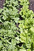 LACTUCA SATIVA SONETTE & BETA VULGARIS VAR FLAVESCENS LUCILLIUS