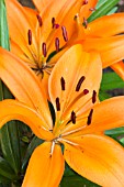 LILIUM ORANGE PIXIE