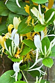 LONICERA JAPONICA HALLIANA