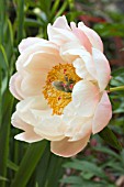 PAEONIA CORAL CHARM