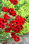 PAPAVER LADYBIRD WITH ALCHEMILLA MOLLIS