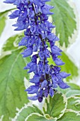 PLECTRANTHUS GRANDIS VARIEGATUS