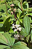 RODGERSIA HENRICI HYBRID