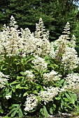 RODGERSIA SAMBUCIFOLIA