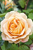 ROSA CHARLES AUSTIN (AUSLES)
