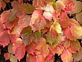 PARTHENOCISSUS QUINQUEFOLIA (VIRGINIA CREEPER)