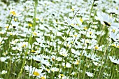 CHRYSANTHEMUM LEUCANTHEMUM