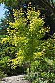 ACER CAPPADOCICUM AUREUM