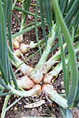 ALLIUM ASCALONICUM RED SUN