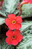 EPISCIA MIXED HYBRIDS