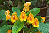 IMPATIENS SEASHELL TANGARINE