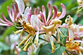 LONICERA PERRICLYMENUM