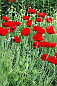 PAPAVER LADYBIRD