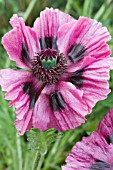 PAPAVER ORIENTALE PATTYS PLUM