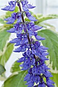 PLECTRANTHUS GRANDIS VARIEGATUS