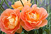 ROSA PAT AUSTIN (AUSMUM)