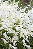 ASTILBE ARENDSII SNOWDRIFT