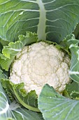 BRASSICA OLERACEA BOTRYTIS AVALANCHE