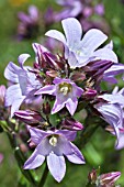 CAMPANULA LODDON ANNA