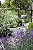 CRAMBE CORDIFOLIA