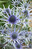 ERYNGIUM BOURGATII