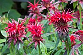 MONARDA CAMBRIDGE SCARLET